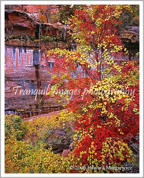 450418---Red gold foliage at Emerald Pools